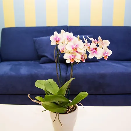 Lemon Flats Couette-café 4*
